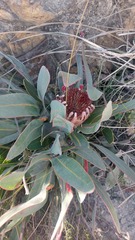 Protea lorifolia