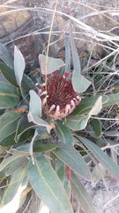 Protea lorifolia