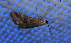 Hellula