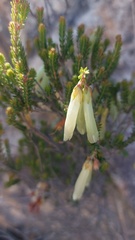 Erica viridiflora
