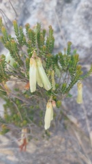 Erica viridiflora