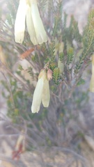Erica viridiflora