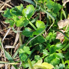 Petroselinum crispum