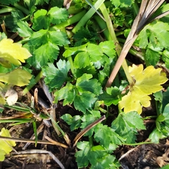 Petroselinum crispum