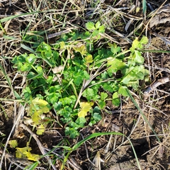 Petroselinum crispum