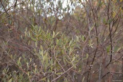 Salix salviifolia