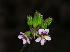 Pelargonium inodorum