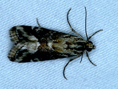 Hellula hydralis