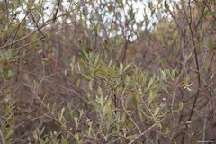 Salix salviifolia