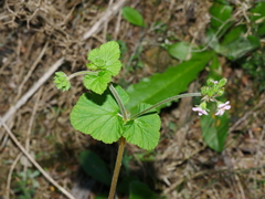 Pelargonium inodorum