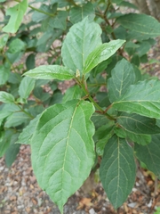 Viburnum rugosum
