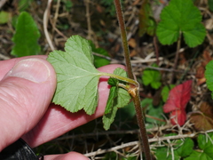 Pelargonium inodorum