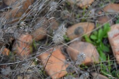 Trifolium angustifolium