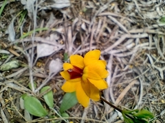 Goodenia trinervis