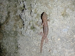 Gehyra mutilata