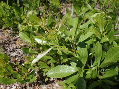 Searsia laevigata laevigata