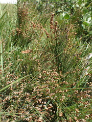 Elegia microcarpa