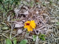 Goodenia trinervis