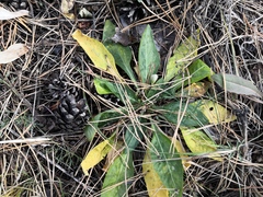 Viola gmeliniana