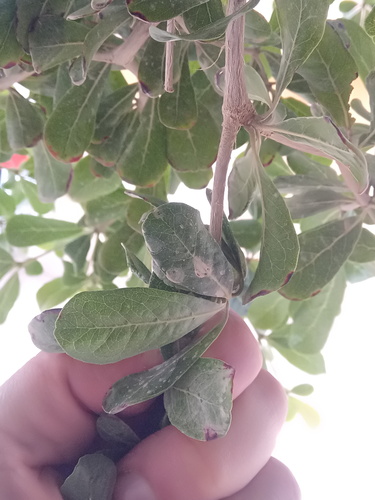 Terminalia neotaliala