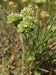 Sebaea minutiflora