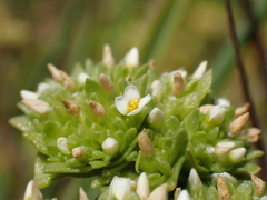 Sebaea minutiflora