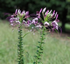Cleome spinosa
