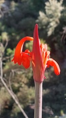 Cyrtanthus angustifolius