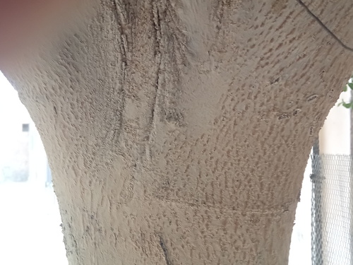 Terminalia neotaliala