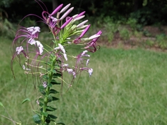 Cleome spinosa