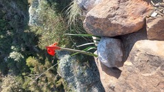 Cyrtanthus angustifolius