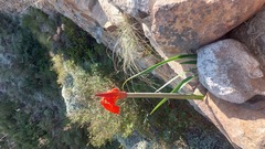 Cyrtanthus angustifolius