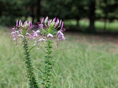 Cleome spinosa
