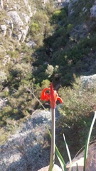 Cyrtanthus angustifolius