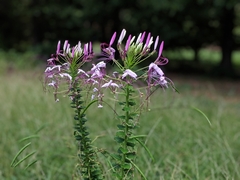 Cleome spinosa