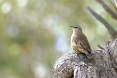 Climacteris picumnus