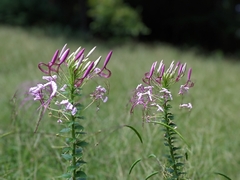 Cleome spinosa