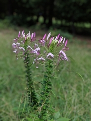 Cleome spinosa