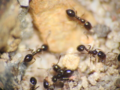 Monomorium