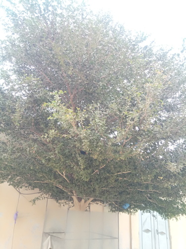 Terminalia neotaliala