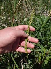 Triglochin elongata