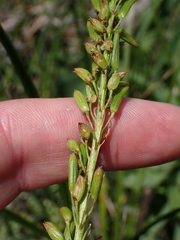 Triglochin elongata