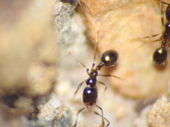 Monomorium