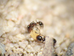 Monomorium