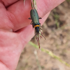Chauliognathus lugubris