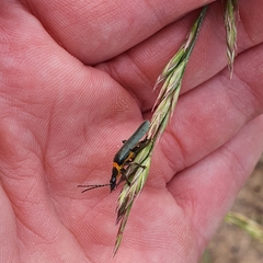 Chauliognathus lugubris