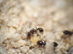 Monomorium