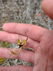 Caladenia attingens