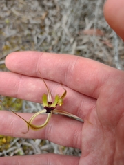 Caladenia attingens