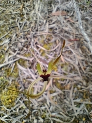 Caladenia attingens